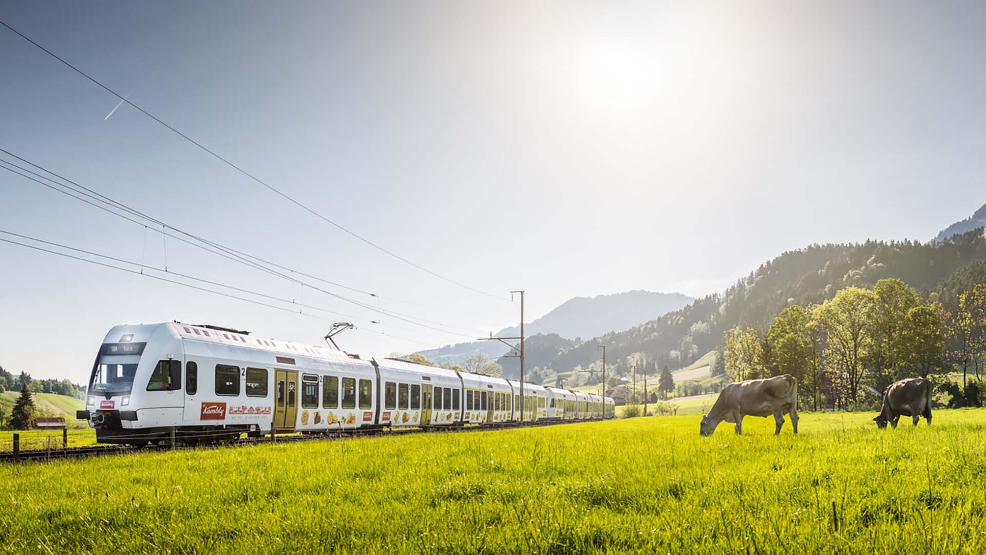 A train passes cows grazing in a meadow.